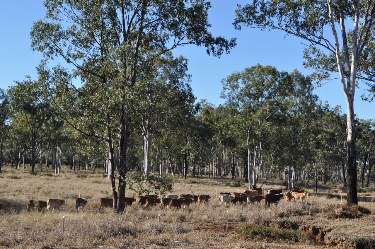 Northern Livestock & Property Cattle 2 Northern Livestock & Property