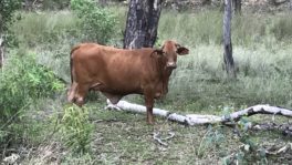  - Northern Livestock & Property