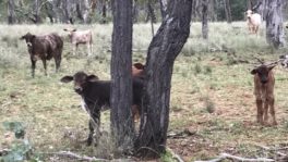  - Northern Livestock & Property