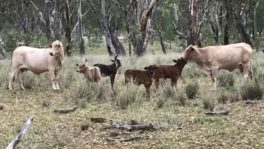  - Northern Livestock & Property