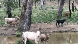  - Northern Livestock & Property