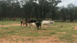  - Northern Livestock & Property