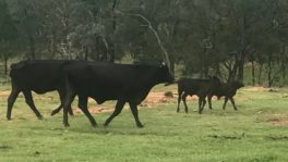  - Northern Livestock & Property