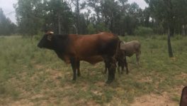  - Northern Livestock & Property