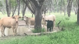  - Northern Livestock & Property